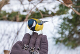 The tit eats seeds from a hand. Caring for animals in winter or autumn.