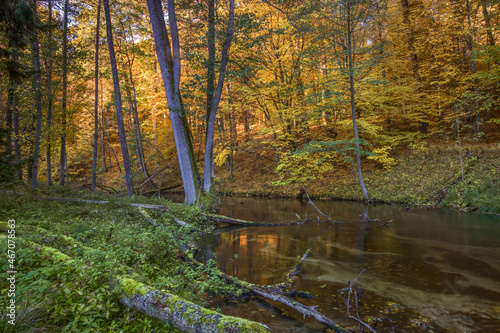Jesień w rezerwacie Las Warmiński © Janusz Lipiński