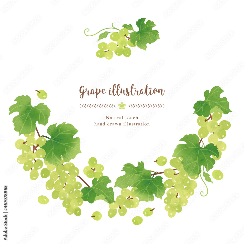ナチュラルなタッチのマスカットのイラスト サークル Stock Vector Adobe Stock