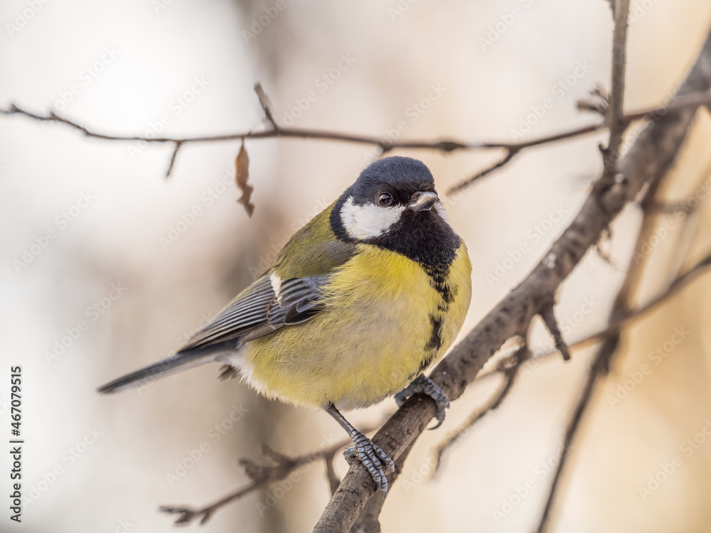 Cute bird Great tit, songbird sitting on a branch without leaves in the autumn or winter. Cute bird Great tit, songbird sitting on a branch without leaves in the autumn or winter.