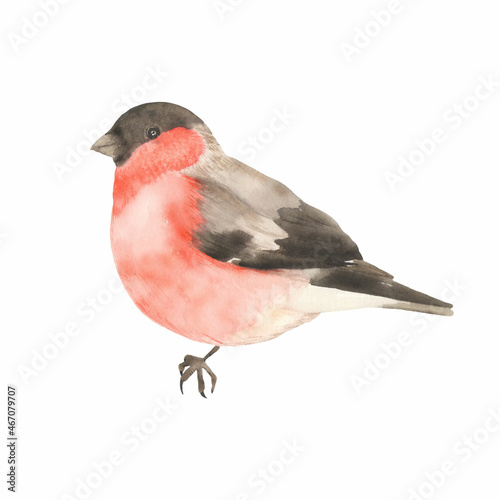 Bullfinch bird watercolor illustration. Great for printing, web, textile design, scrapbooking, various souvenir products. © Irina