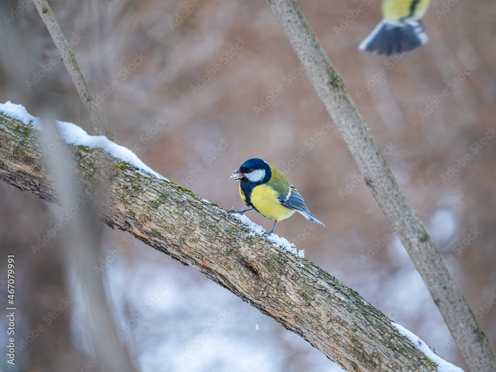 Naklejka premium Cute bird Great tit, songbird sitting on a branch without leaves in the autumn or winter.