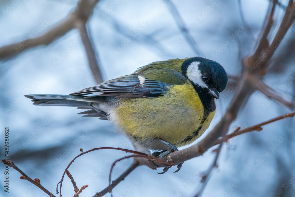 Cute bird Great tit, songbird sitting on a branch without leaves in the autumn or winter. Cute bird Great tit, songbird sitting on a branch without leaves in the autumn or winter.