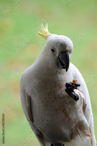 A white cockatoo eating