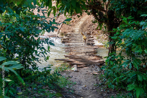 Wooden bridge above the  near the waterfall  Thailand. Old bridge placed in tropical rainforest. Fresh green trees