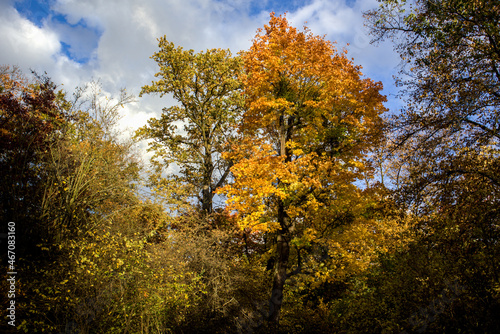 A walk in the park in autumn season / Szczytnicki park - Wroclaw