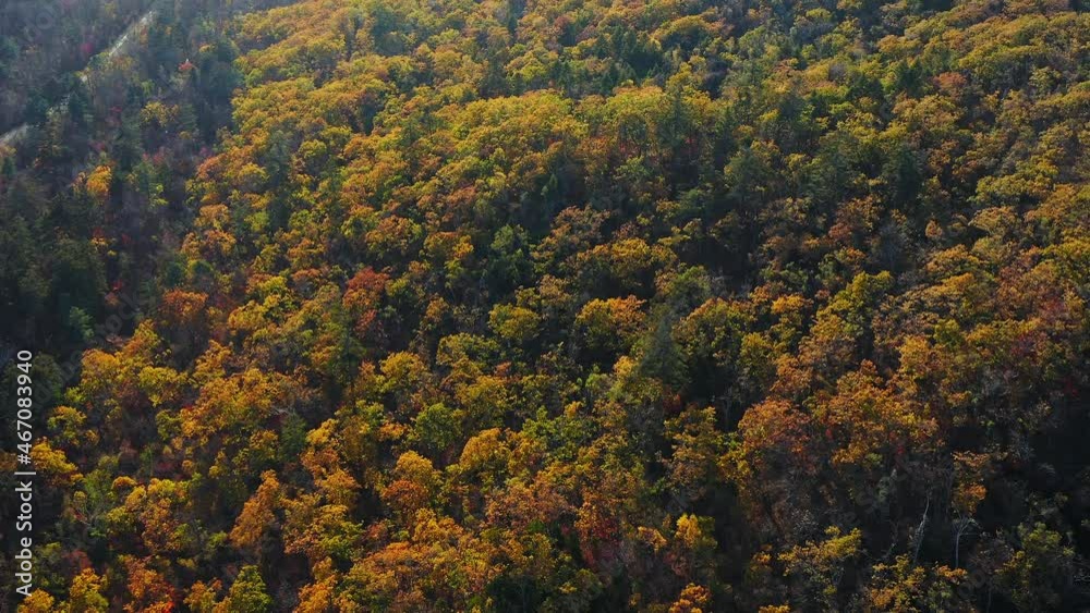Aerial shot of forest in fall season. The autumn colors. Sun rays Aerial shot of forest in fall season. The autumn colors. Sun rays