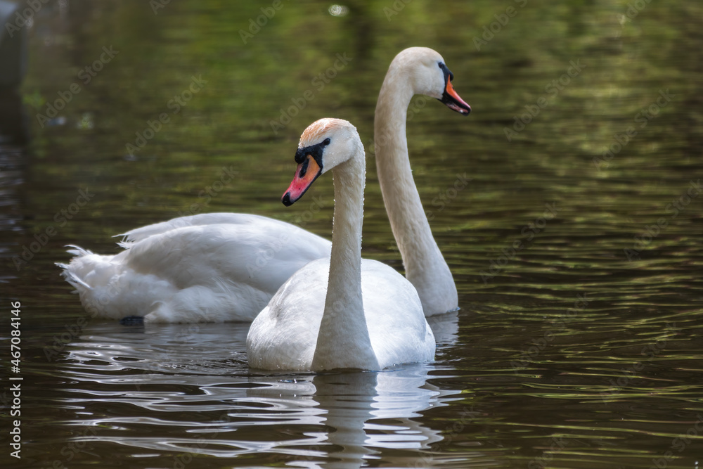 Two graceful white swans swim in the dark water. Two graceful white swans swim in the dark water.