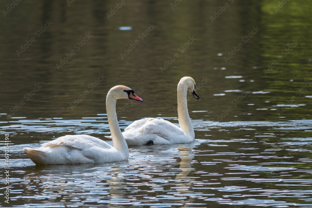 Two graceful white swans swim in the dark water. Two graceful white swans swim in the dark water.