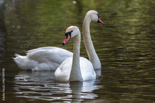 Two graceful white swans swim in the dark water.