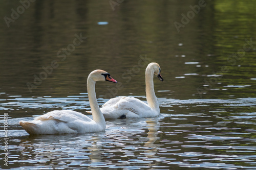 Two graceful white swans swim in the dark water. © Dmitrii Potashkin