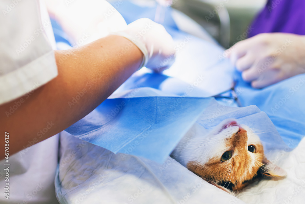 Veterinarian's office, surgical operation of cat.Surgical intervention - castration of cat at the veterinary room.Close up. from above image.Soft focus. Veterinarian's office, surgical operation of cat.Surgical intervention - castration of cat at the veterinary room.Close up. from above image.Soft focus.