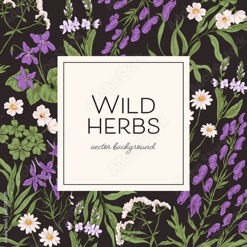 Herbal frame with wild herbs and background for text. Template design with wildflowers, field floral plants. Elegant botanical card in vintage style. Colored hand-drawn vector illustration