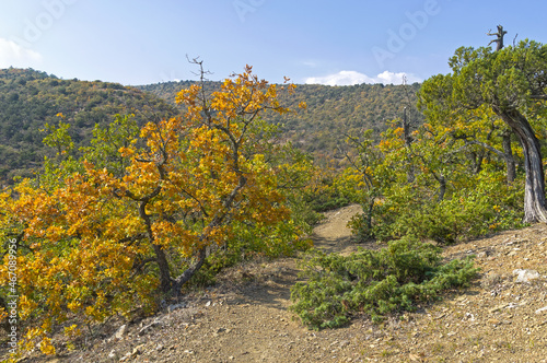 Fototapeta Naklejka Na Ścianę i Meble -  Beautiful oak with yellowed leaves in the Crimean mountains.