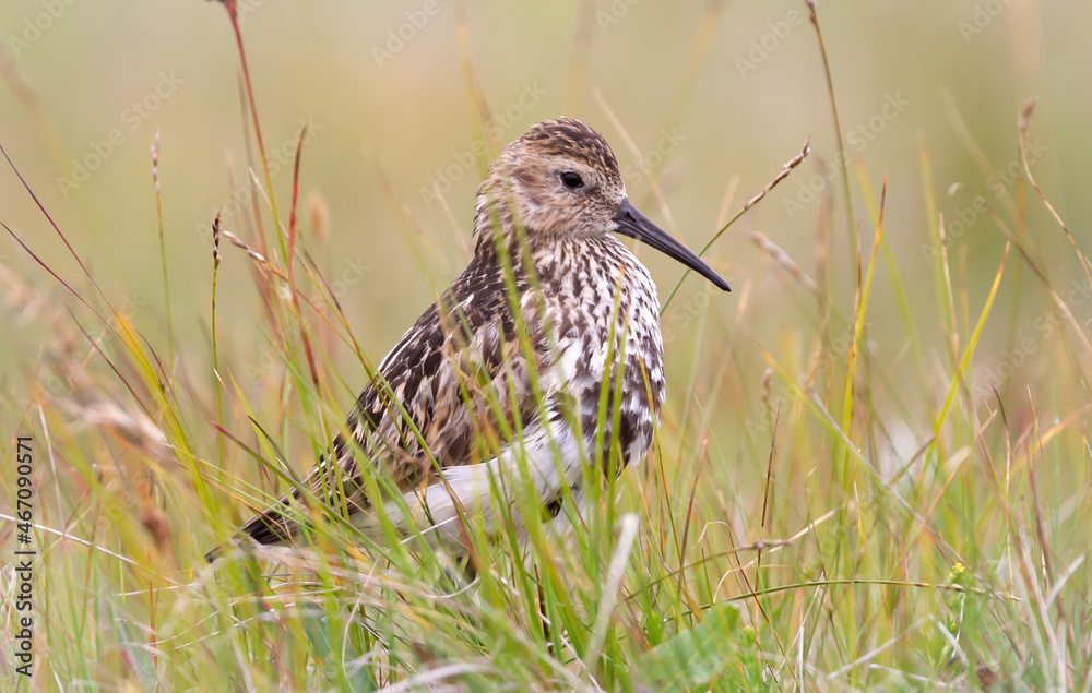 Dunlin chick (Calidris alpina) hiding in the grass Dunlin chick (Calidris alpina) hiding in the grass