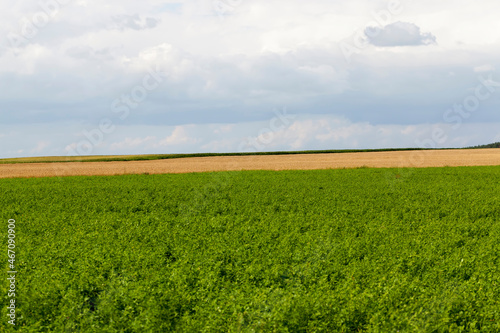 agricultural field with growing plants for harvesting food