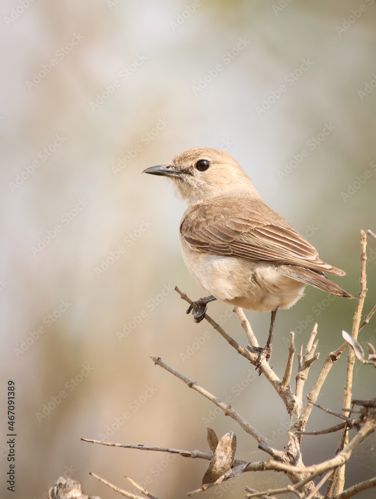 Marico flycatcher perched on a branch
