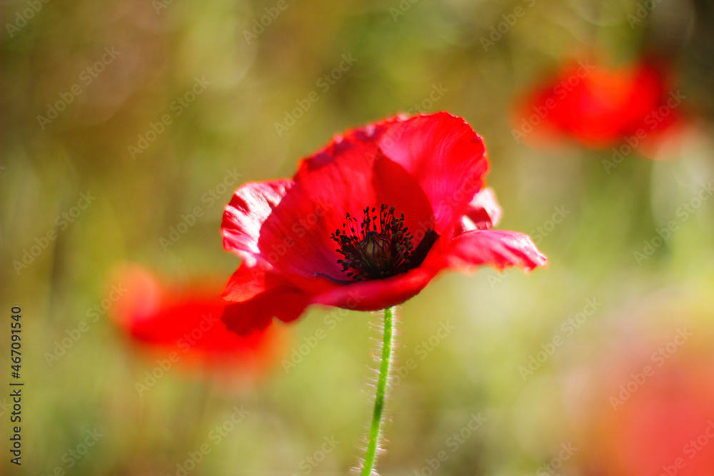 Vivid poppy field. Beautiful red poppy flowers on green fleecy stems grow in the field. Close-up of scarlet poppies Vivid poppy field. Beautiful red poppy flowers on green fleecy stems grow in the field. Close-up of scarlet poppies