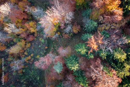Bird's eye view of forest floor with colored leaves of autumn trees