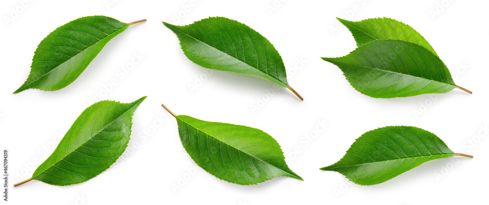 Cherry leaf isolated. Cherry leaves on white top view. Set of green fruit leaves flat lay. Full depth of field. Cherry leaf isolated. Cherry leaves on white top view. Set of green fruit leaves flat lay. Full depth of field.