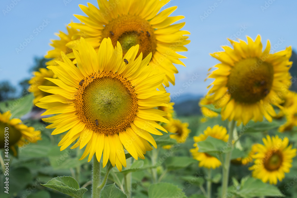 sunflowers blooming in the morning It's look like fresh