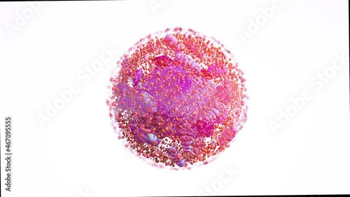 human cell components of an eukaryotic cell, nucleus and organelles and plasma membrane Golgi, mitochondria,   smooth ER, rough ER, lysosome, endosome,  3d rendering photo