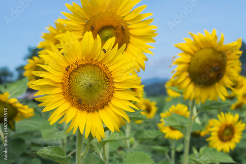 sunflowers blooming in the morning It s look like fresh