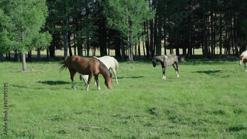 A herd of horses grazes on green grass in Altai