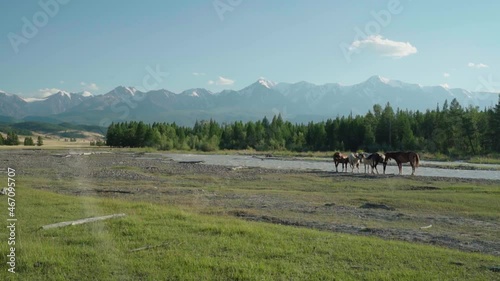 a herd of horses at a watering hole near a mountain river against a background of mountains