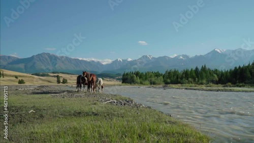 a herd of horses at a watering hole near a mountain river against a background of mountains