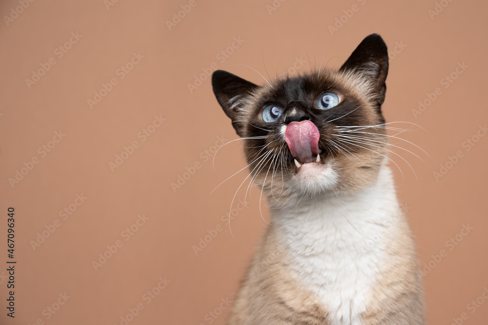 hungry siamese cat  licking lips looking up on fawn colored background