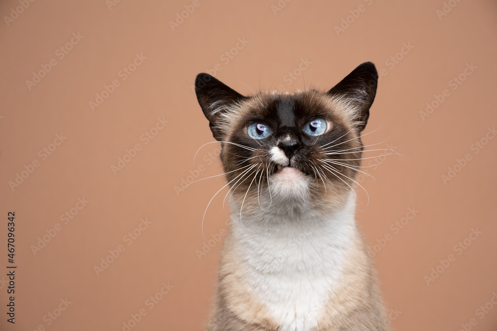 cute funny face siamese cat with snaggletooth portrait