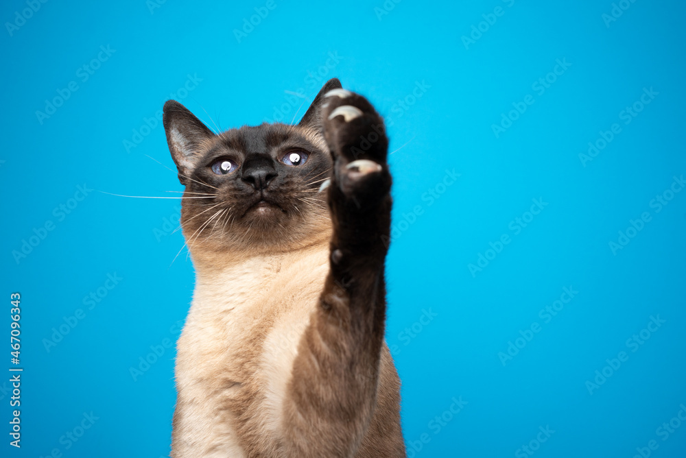 playful siamese cat raising paw showing claws on blue background