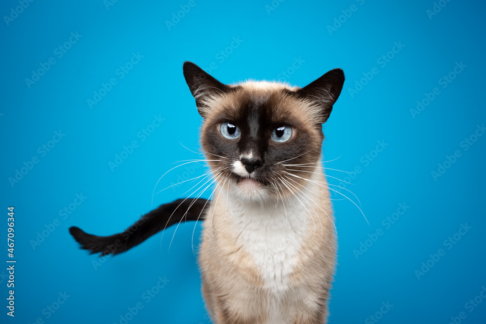 curious looking siamese cat with blue eyes on blue background