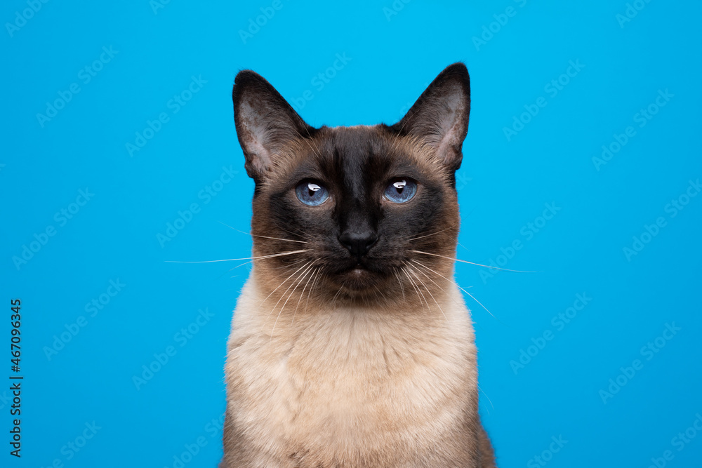 beautiful siamese cat with blue eyes portrait on blue background