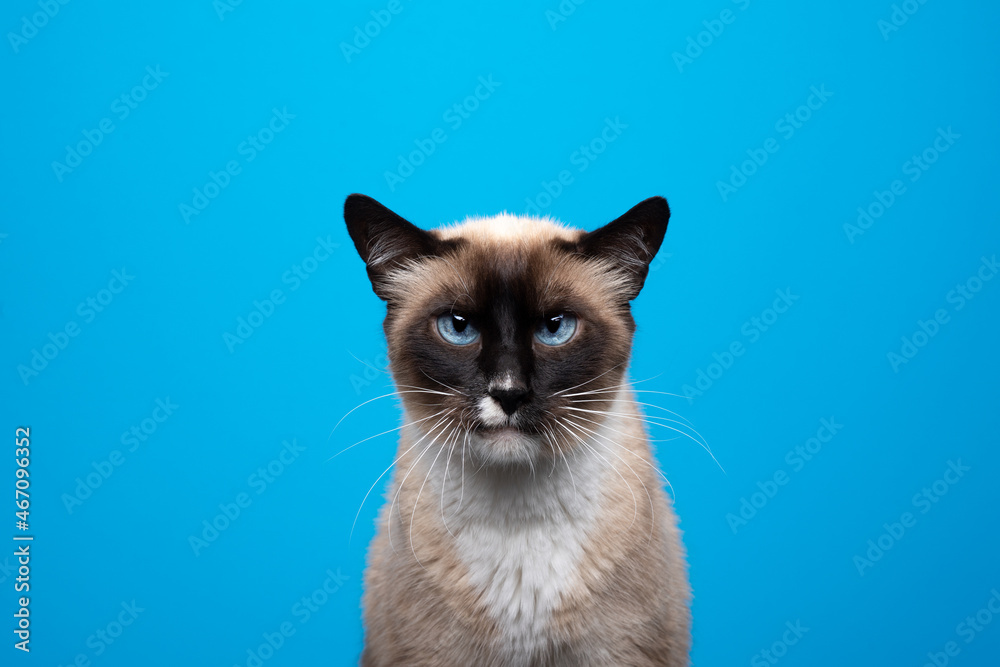 squinting seal point siamese cat looking at camera seriously