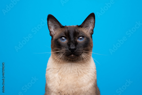 beautiful siamese cat with blue eyes portrait on blue background © FurryFritz
