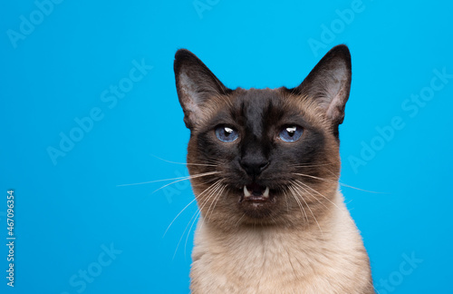 beautiful seal point siamese cat portrait with mouth open meowing © FurryFritz