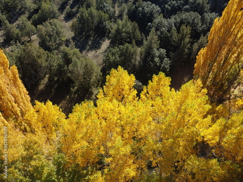 aerial image of a riverbank with yellowish golden poplars trees.