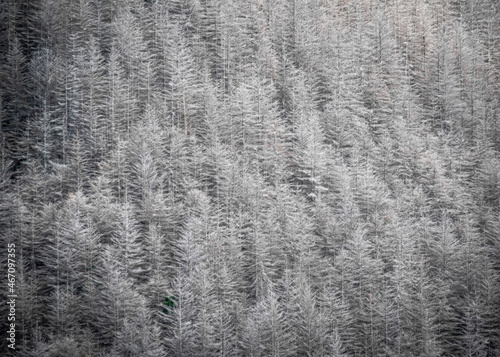 New Zealand - Queenstown - The Silver Forest