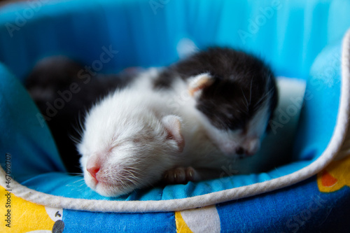 kitten sleeping in a basket
