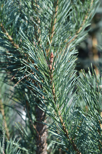 Scots pine Glauca