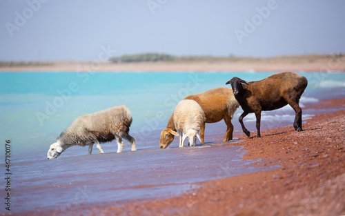 A flock of goats and sheeps came on the watering hole to the shore of the lake on a hot summer morning.