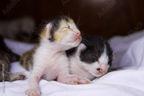 kitten sleeping © Junjira