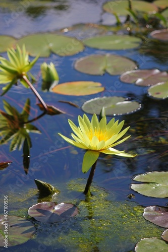 Yellow water lily in the pond