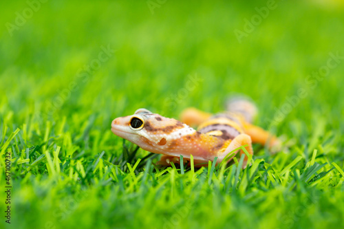 Lizard Eublepharis on a green lawn. Reptile gecko is yellow-spotted. Exotic tropical animal in the wild on the grass. smiling animal © Vera