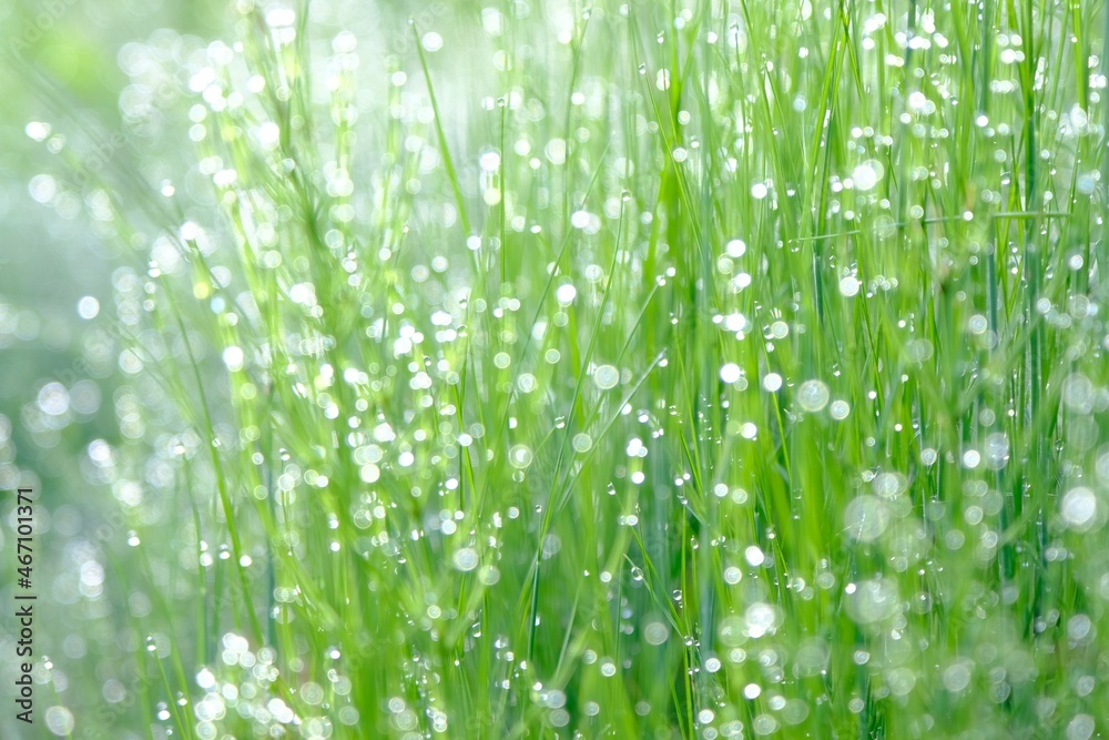 朝露に輝く草原　　さまざまな自然素材　Grasslands glistening with morning dew . Various forms of nature.