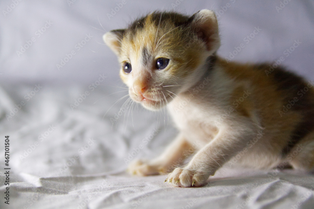 little kitten on a white background