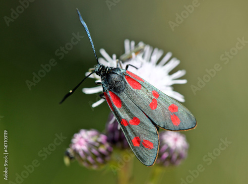 Six-spot burnet // Blutströpfchen, Sechsfleck-Widderchen (Zygaena filipendulae) photo