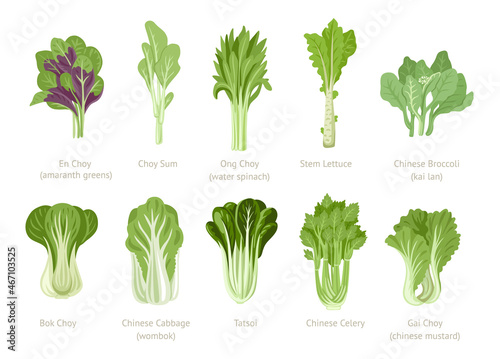 Bok Choy, Tatsoi, Chinese Celery, Cabbage, Broccoli and Gai Choy. Asian green fresh leafy vegetables set. Healthy natural vegetarian food. Hand drawn flat vector illustration.